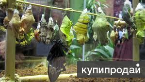 Высоко рентабельный бизнес ферма Живых Экзотических Бабочек из Чили