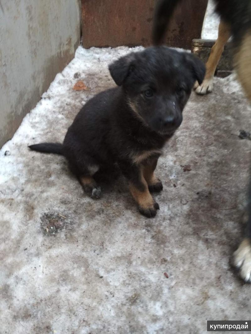 Щенки в хорошие руки. В добрые руки одинцово. Отдам в хорошие руки щенка. Добрые руки щенки усть-донецк. В хорошие руки в ростове.