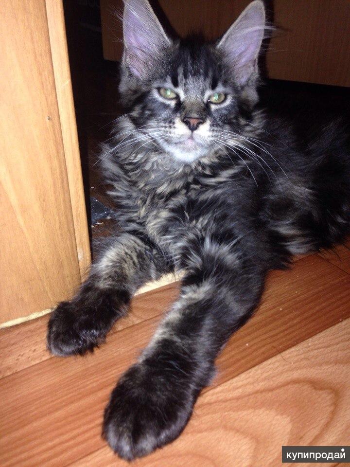 Кун отдам. Мейн кун косоглазый. Кун отдам. Мейн кун котенок. Кун отдам.