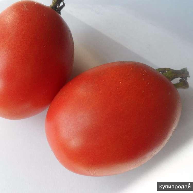 Сорт помидор лось отзывы