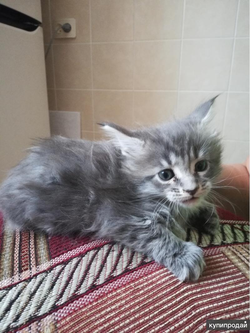 Котенок мейн кун 2 месяца фото серый
