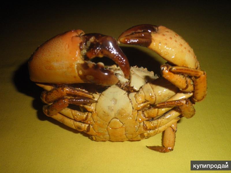 сделать из краба сувенир