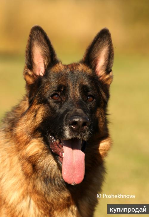 Купить Щенка Немецкой Овчарки В Хабаровске