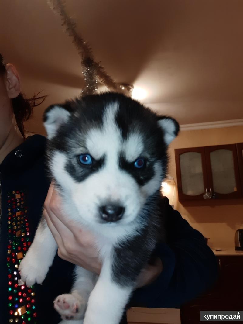 питомник владикавказ собачий владикавказ. собаки владикавказ. собаки владикавказ. такса. авито собаки владикавказ.