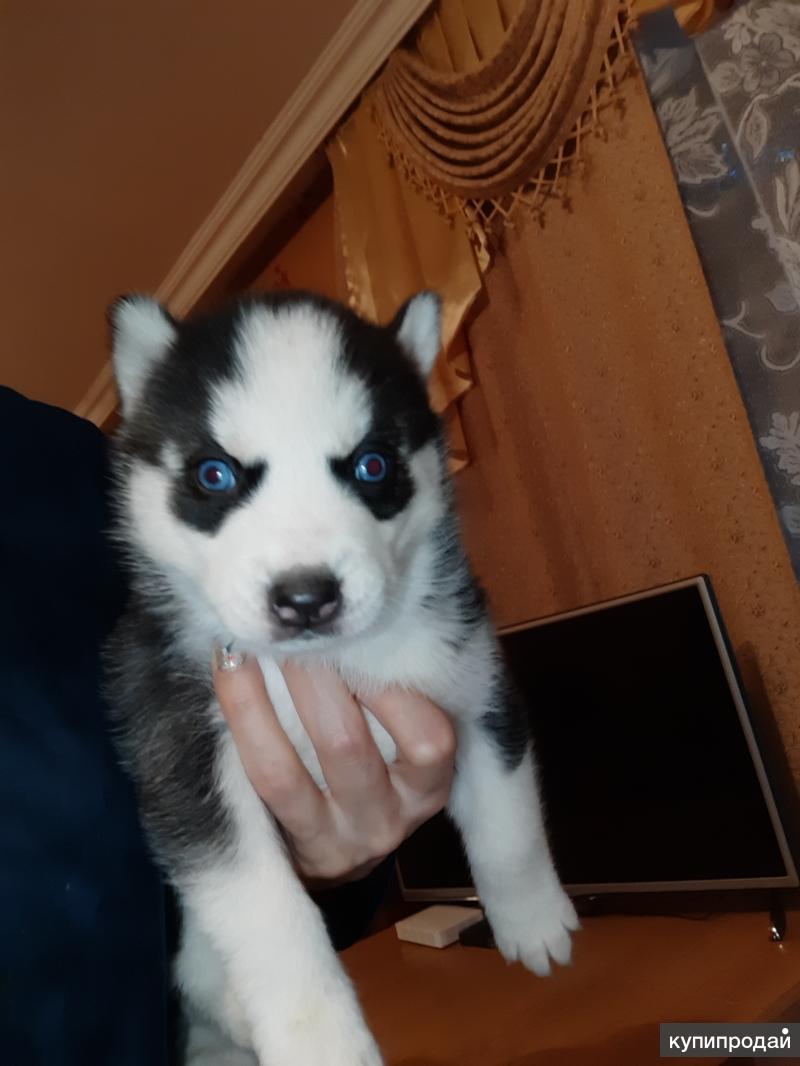 купить собаку во владикавказе. породы собак владикавказа. собаки владикавказ. продажа собак хаски. беленькие собаки в осетии и их цена.