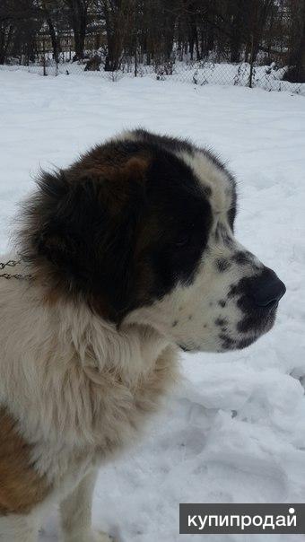 Московская Сторожевая Купить Щенка В Твери Цена