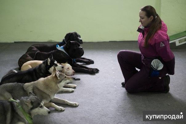 Дрессировка профессионально