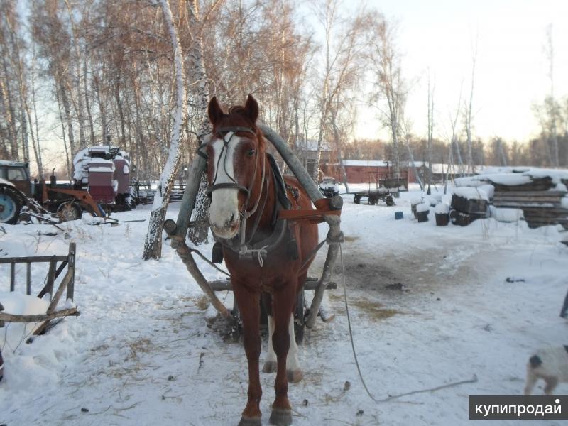 Продажа Животных В Алтайском Крае На Авито