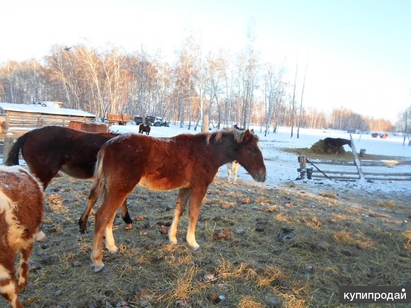 Купить Лошадь В Гомельской Области