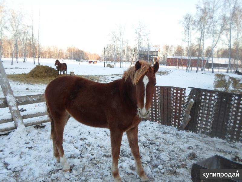 Купить Лошадь Оренбургской Области Avito