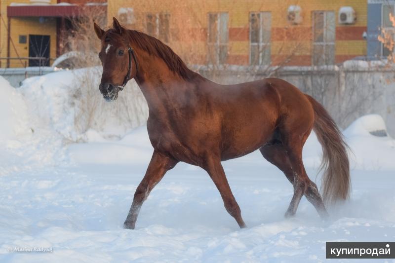 Продажа лошадей иркутский. Иркутская лошадь. Лошади в Иркутской области. Сибирская лошадь. Кони в Сибири.