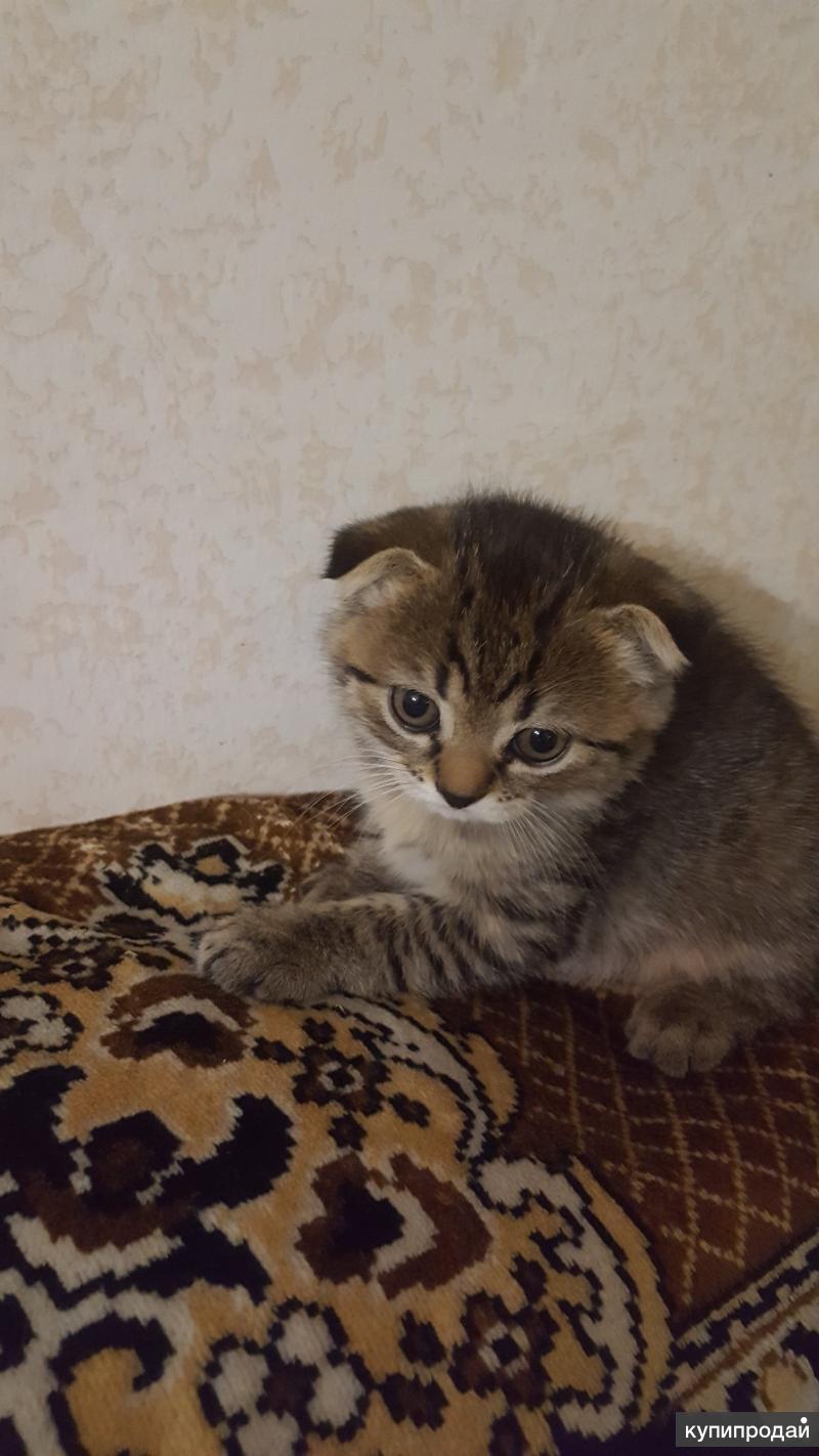 котята бузулук. котята бузулук. авито бузулук кот. бузулукский кот. котята бузулук.