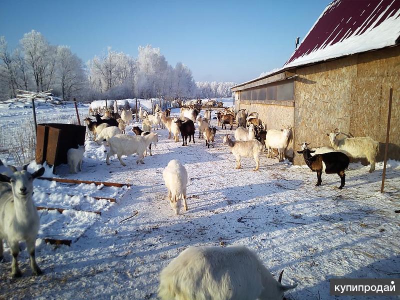 Купить Козу В Раменском Районе