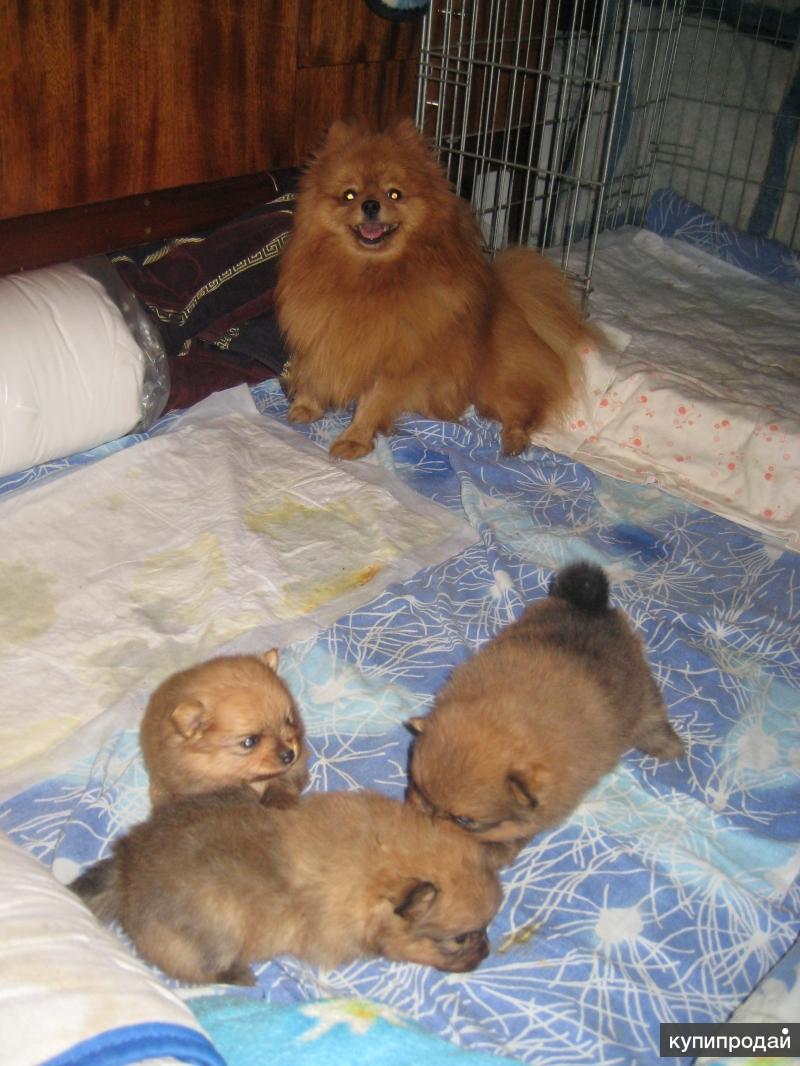 маленькие шпицы новорожденные. родившийся шпиц. новорождённые щенки померанского шпица. родившийся шпиц. померанский шпиц мини.