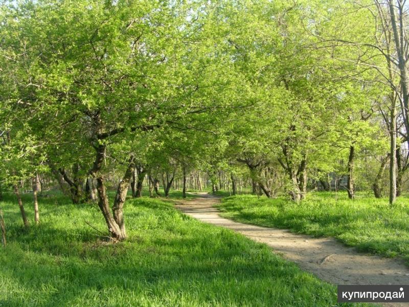 Улица рощи. Пионерская роща Новороссийск. Парк Пионерская роща Новороссийск. Пионерская роща Новороссийск фото. Пионерская роща Южный район Новороссийск.