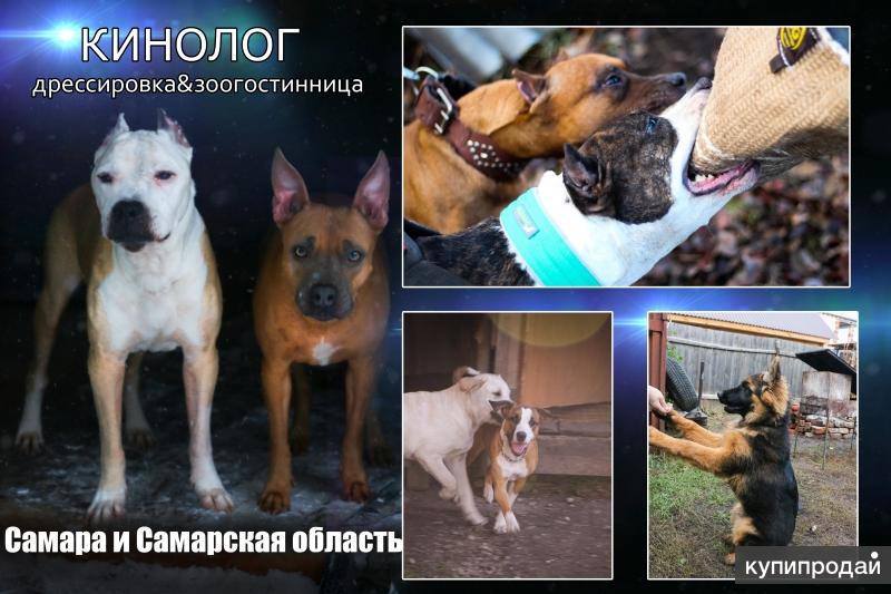 Кинолог дрессировка зоогостинница