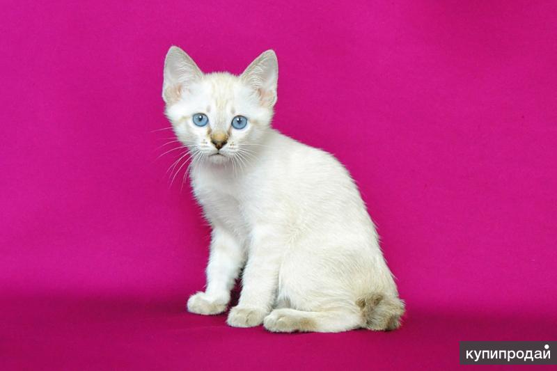 Эксклюзивные котята породы Меконгский бобтейл