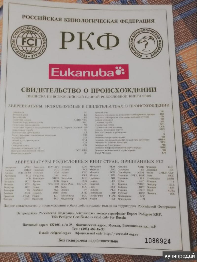 родословная кане корсо. 5604819 ркф кане корсо. окрасы кане корсо стандарты. питомник кане корсо олимпус прайд. презентация помета кане корсо.