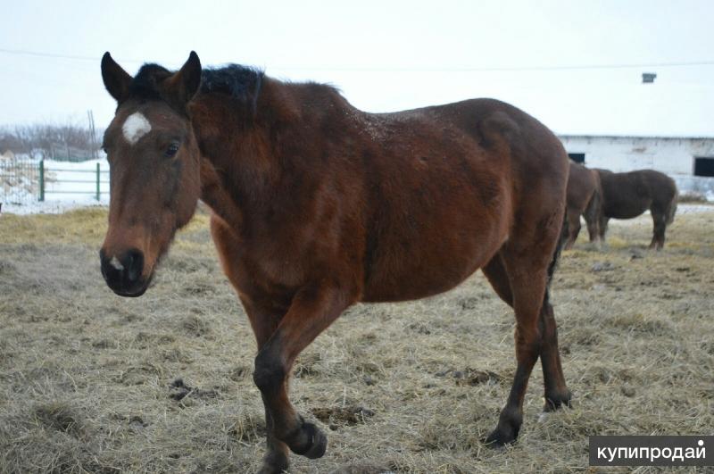 Продается конь. Продается конь. Кони. Ryazan horses. Лошади которые продаются.