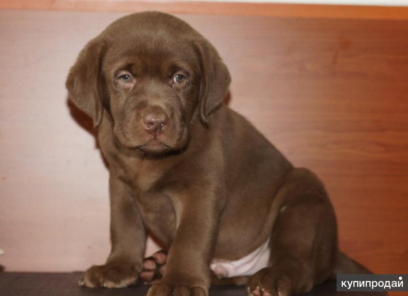 Клеймо лабрадоров. Клеймо лабрадоров. Лабрадор палевый окрас фото. Клеймо на животе у собаки. Купированный лабрадор.