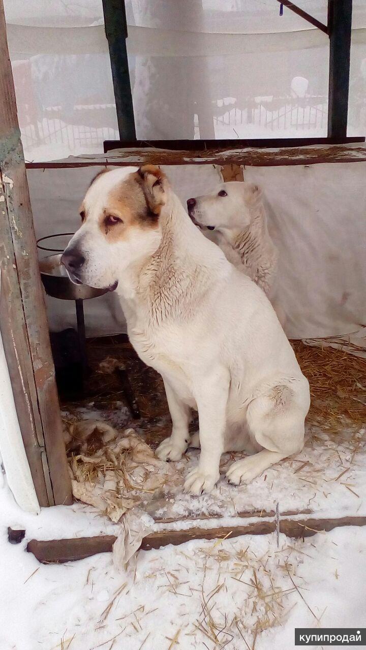 Алабай Без Купированных Ушей И Хвоста Фото