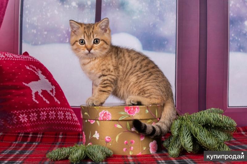 Где Купить Котенка В Санкт Петербурге