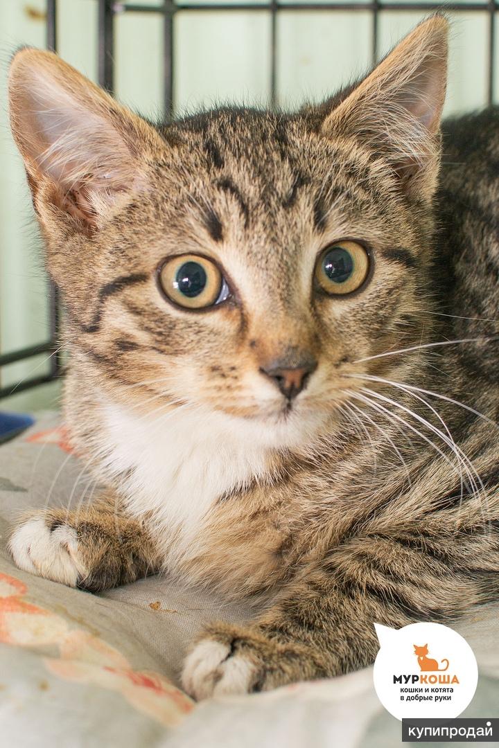 Котик Меркьюри