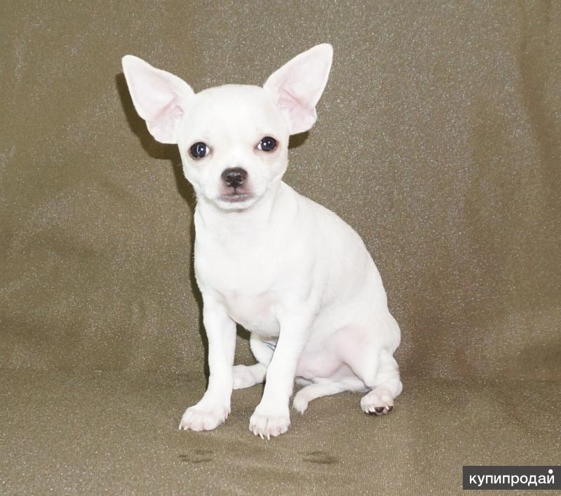 Чихуахуа короткошерстные. Голубо подпалый чихуахуа это какой цвет. Чихуахуа в новгороде. Чихуахуа в новгороде. Чихуахуа в новгороде.