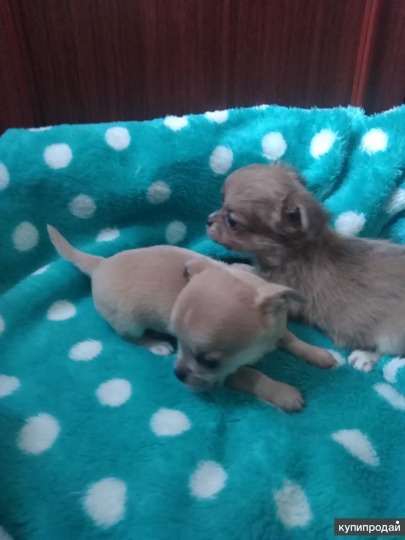 Щенки в зоомагазине. Авито пенза собаки. Щенки которые продаются. Йоркширский терьер фото щенки. Щенки которые продаются.