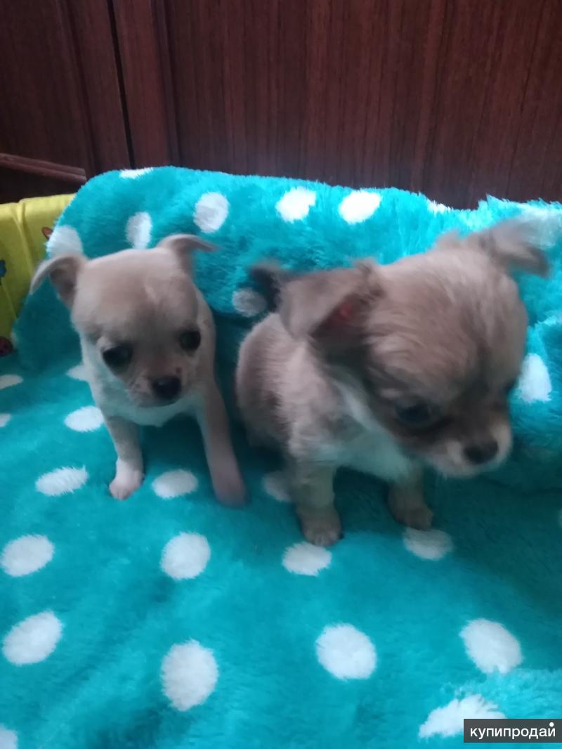Щенки которые продаются. Щенки которых продают. Щенки даром много. Сталь подпал окрас йорка. Авито иркутск животные собаки.