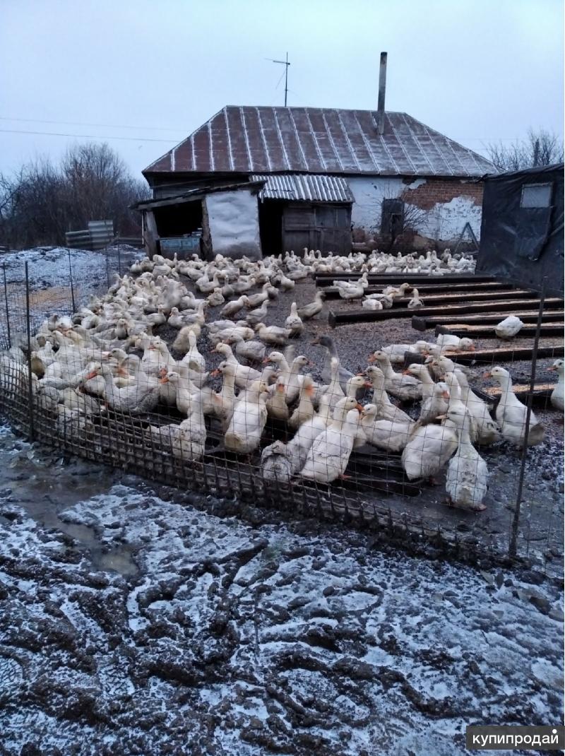 Авито птицы краснодарский край. Ферма уток и гусей в Тамбовской области Блудов. Красный Хутор Тамбовская область Сосновский район утки и гуси. Авито животные и птица Тамбовская область. В Хабаровске продают уток.