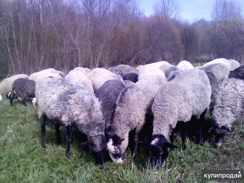 бараны на племя