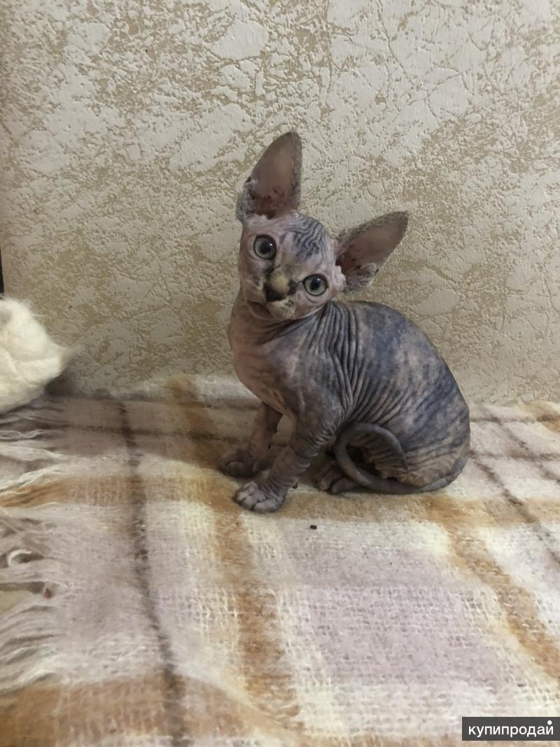 сфинкс 02. краснодарский сфинкс. донской сфинкс розовый. краснодар питомник кошек час. сфинкс кошка коричневая.