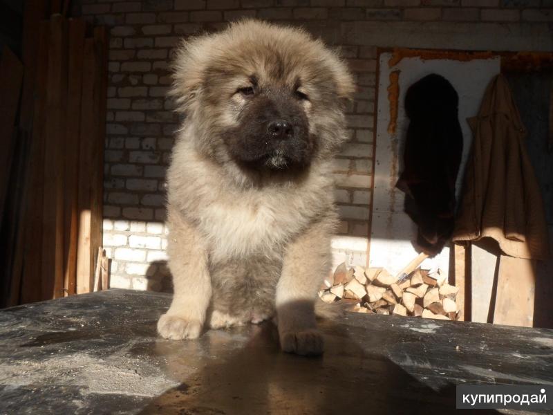 Купить Щенка Овчарки В Самаре