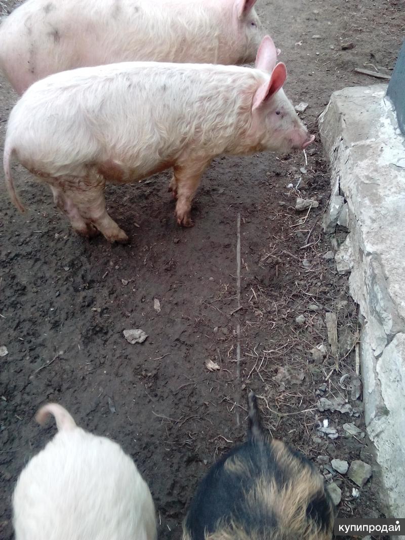 Волгоградские свиньи. Теленок 10 дней. В Красноармейском районе Волгоградской области поросята продаются.
