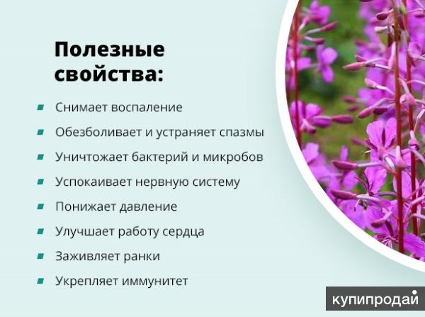 Иван чай противопоказания фото