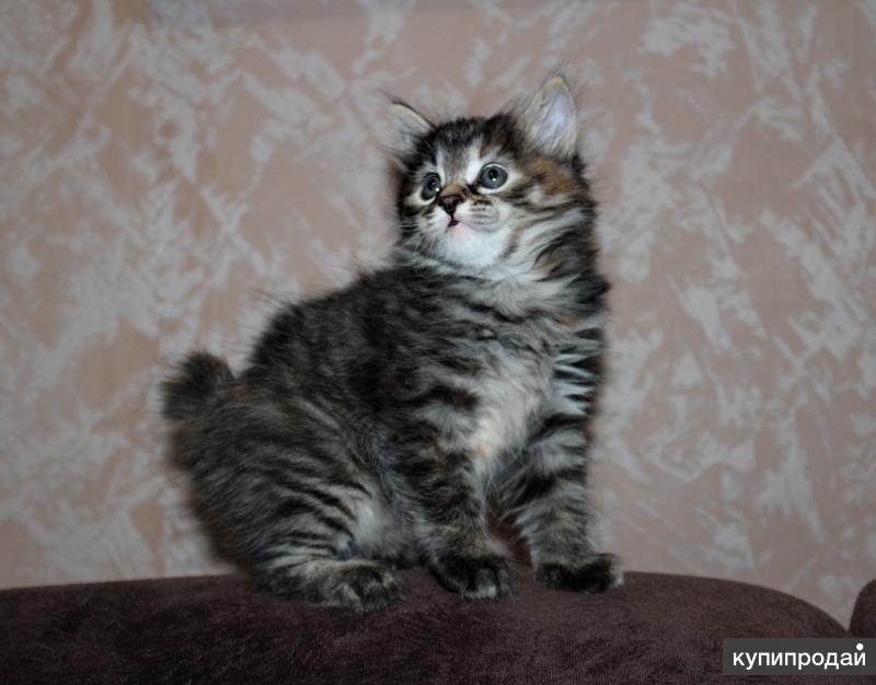Купить В Саратове Котенка Курильского Бобтейла