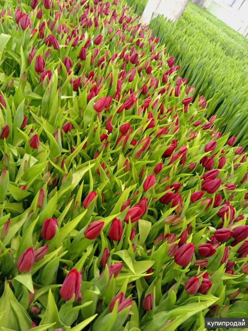 Тюльпаны оптом от производителя московская область. Тюльпаны напрямую. Tulips оптом. Тюльпаны оптом. Опт тюльпаны Чапаевка.
