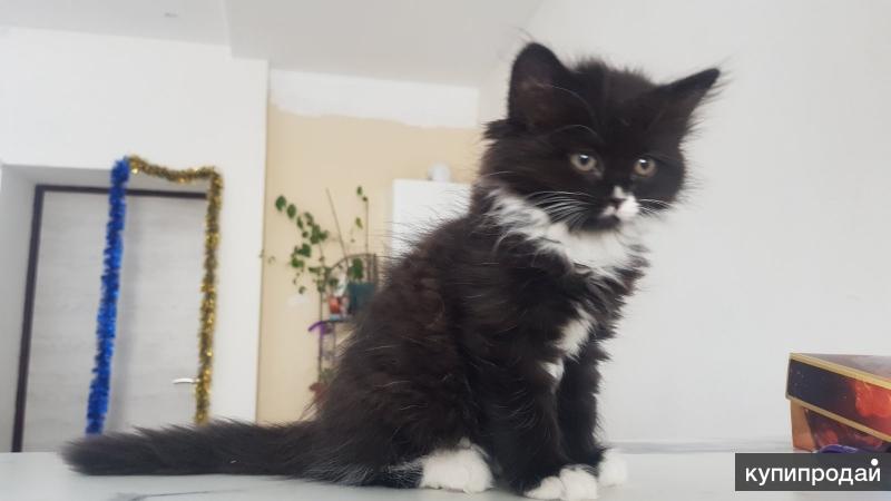 котята от домашней кошки спб