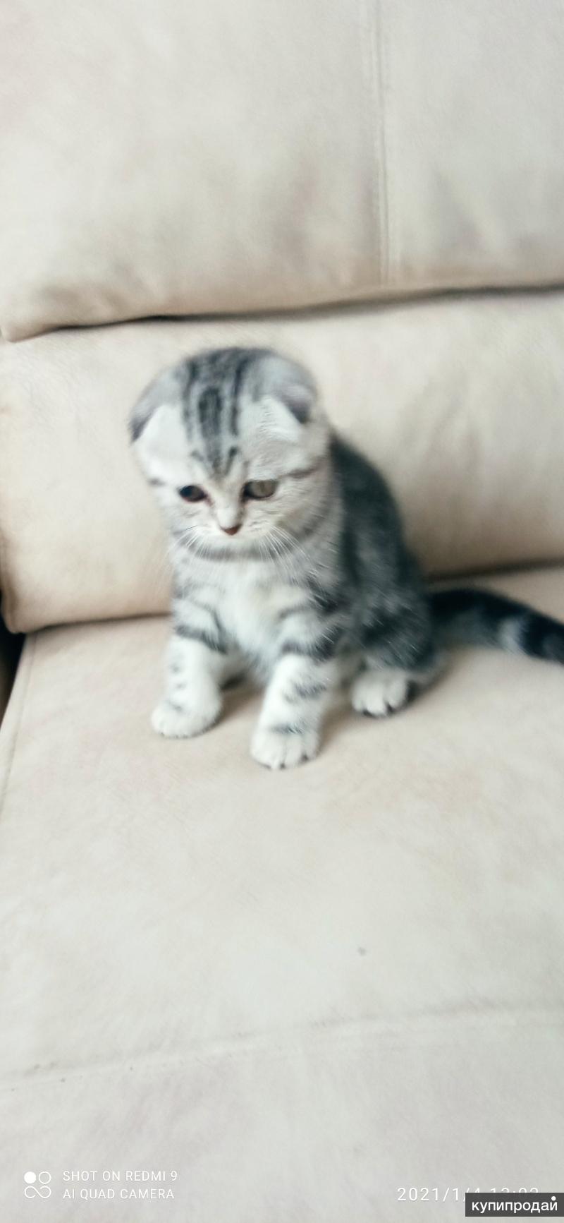 Шотландская вислоухая трехцветная. Котята стерлитамак. Кошенятка. Шотландская вислоухая голубой табби. Авито ижевск шотландский котенок.