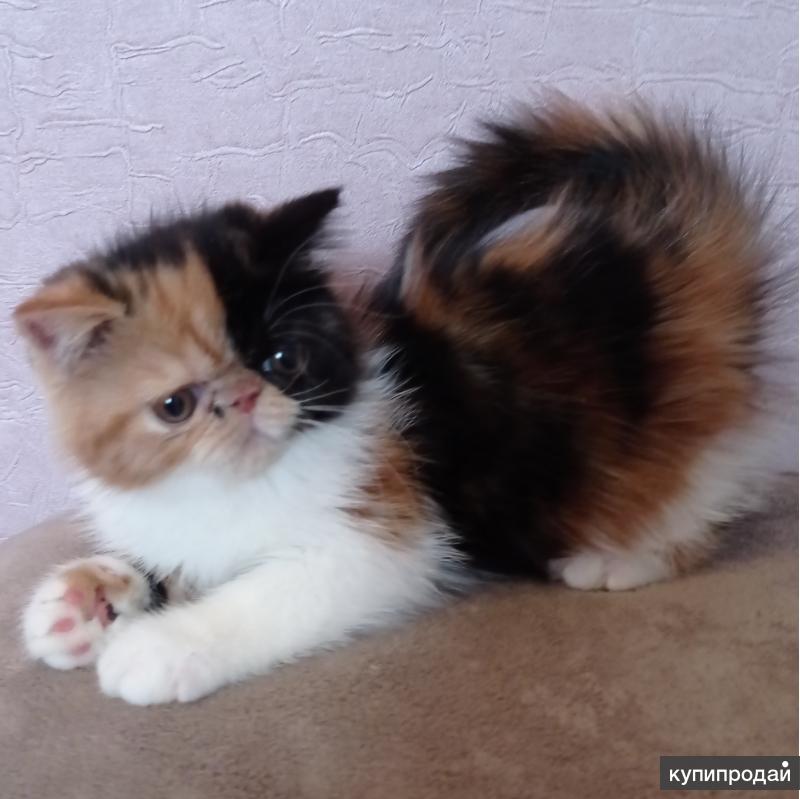 Купить Котенка В Г Грязи