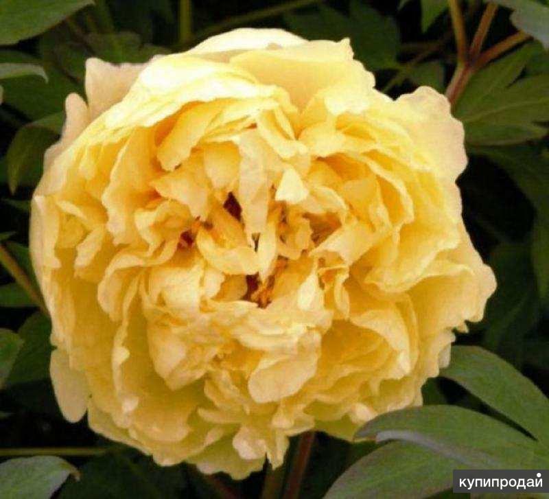 Клэр де лун пион. Vanilla schnapps пион. Пион luna fortuna. Пион прерия мун. Пион паффед коттон.