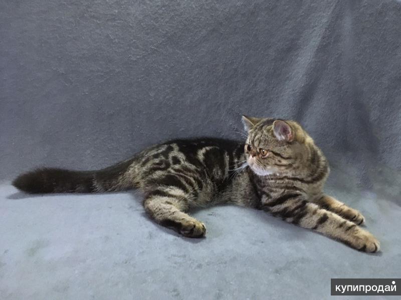 Купить Котенка Экзота Екатеринбург