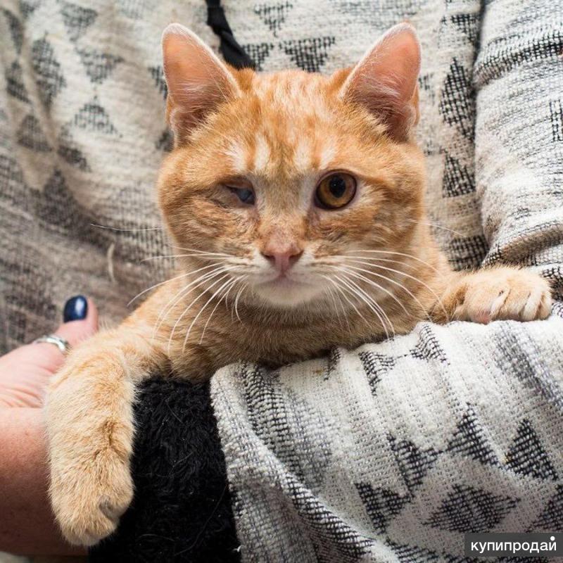 Лучик кот