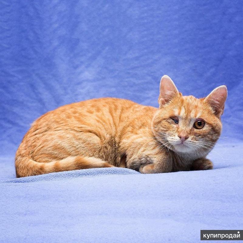 Лучик кот