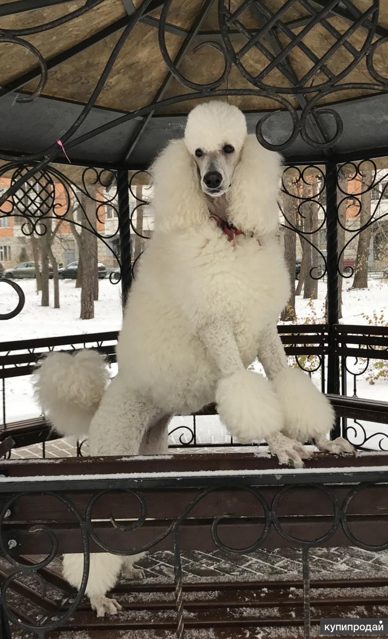 Королевский пудель белый