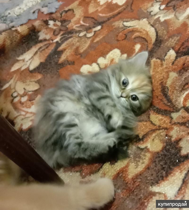Где Купить Котенка В Краснодаре