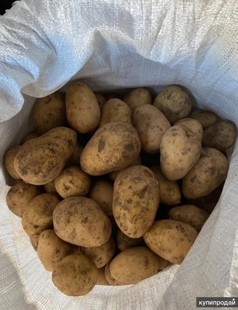 невская картошка фото