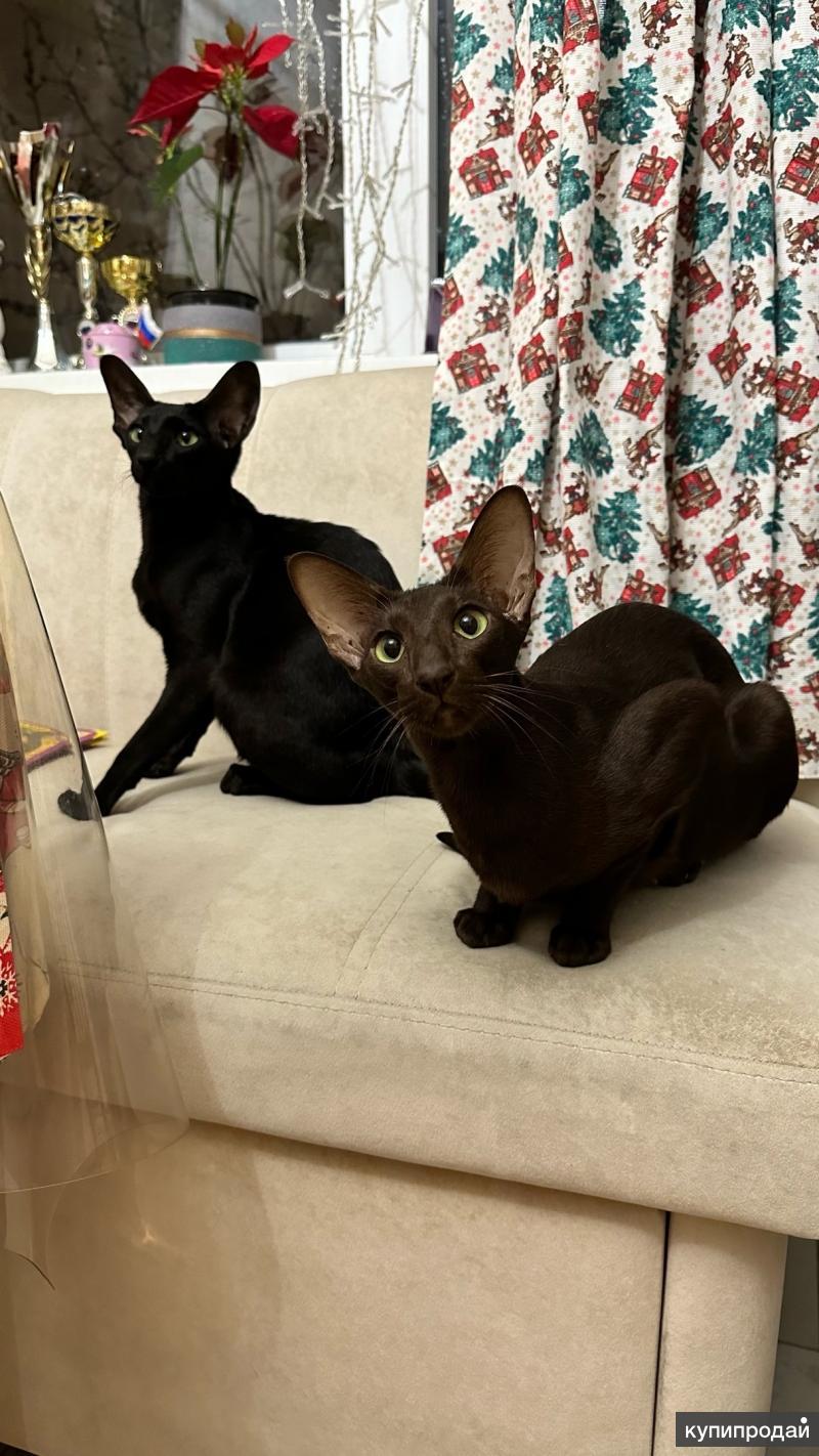 сиамо-ориентальные кошки. ориентальная кошка питомник. ориенталы спб. ориенталы спб. ориентал кошка.