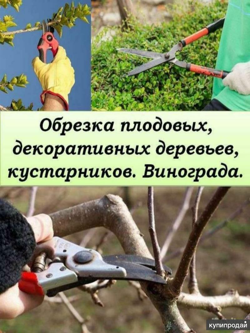 Услуги обрезки плодовых деревьев и кустарников